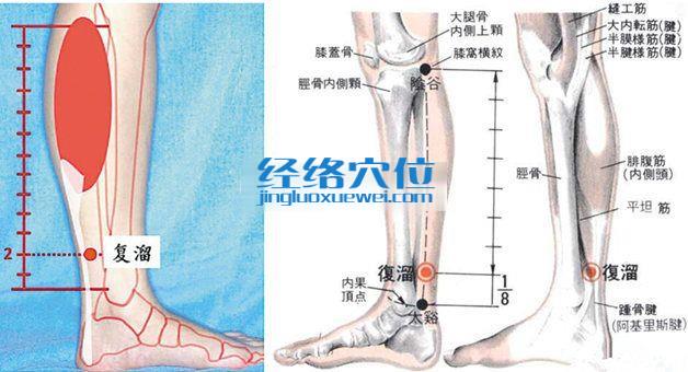 復(fù)溜穴的準(zhǔn)確位置圖