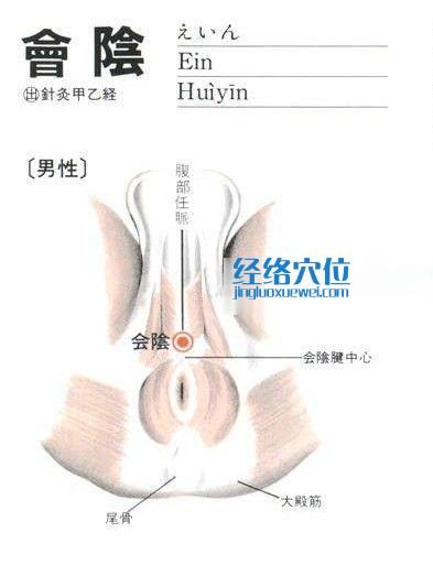 會陰穴的位置解剖分析圖