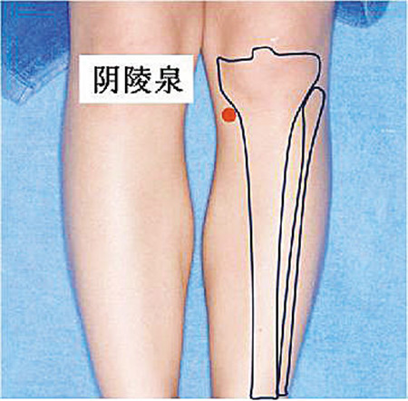 陰陵泉穴位圖與作用位位置圖