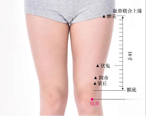 犢鼻的準(zhǔn)確位置圖及功效視頻位位置圖