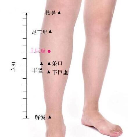 下巨虛的準(zhǔn)確位置圖及功效視頻位位置圖