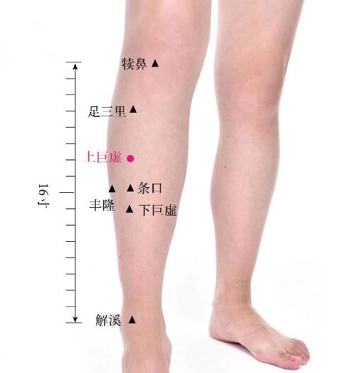 上巨虛的準(zhǔn)確位置圖及功效視頻位位置圖