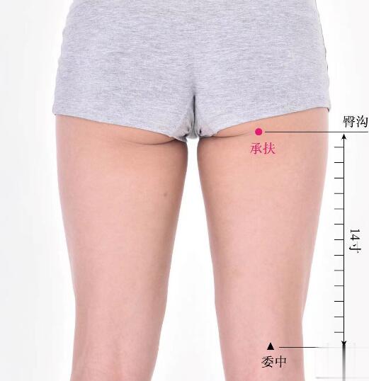 承扶的準確位置圖及功效視頻位位置圖