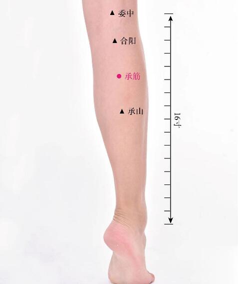 承筋的準(zhǔn)確位置圖及功效視頻位位置圖