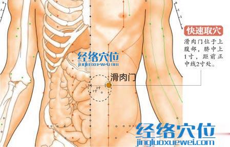 滑肉門穴的位置圖