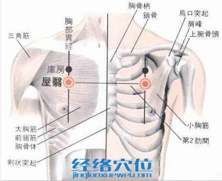 屋翳穴的位置解剖分析圖