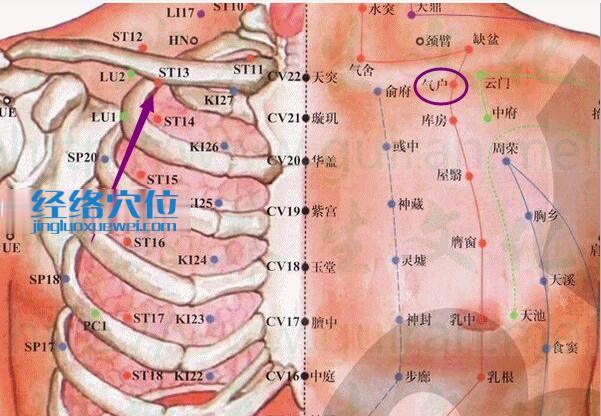 氣舍穴的位置解剖分析圖