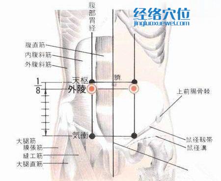 外陵穴的位置解剖分析圖