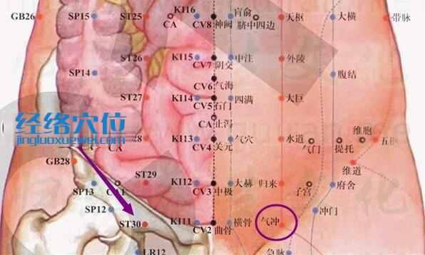 氣沖穴的位置及解剖分析圖