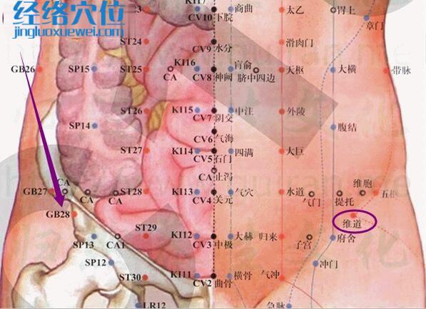維道穴的準(zhǔn)確位置圖