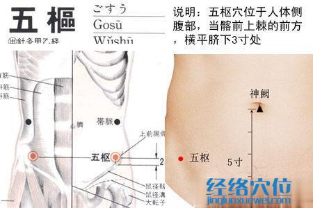 五樞穴位位置圖