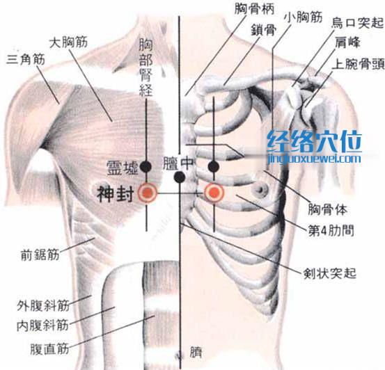 神封穴的位置解剖分析圖