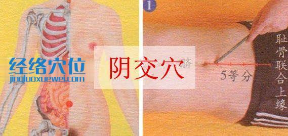 陰交穴的準(zhǔn)確位置圖