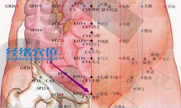 曲骨穴的準(zhǔn)確位置圖