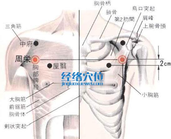 周榮穴的位置解剖分析圖