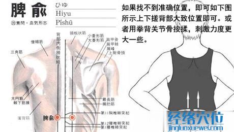 脾俞穴的位置圖