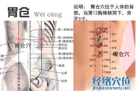 胃倉穴位位置圖