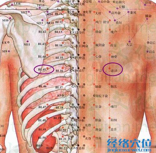 譩譆穴的準(zhǔn)確位置圖及解剖結(jié)構(gòu)