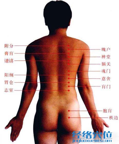 志室穴及背部穴位圖