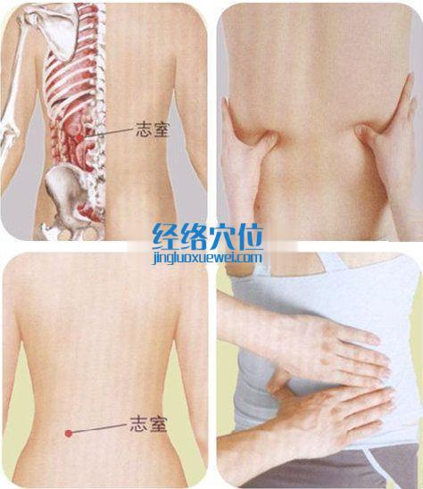 志室穴位位置圖及按摩手法示范圖