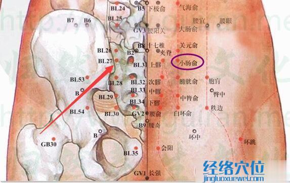 小腸俞穴的準(zhǔn)確位置圖