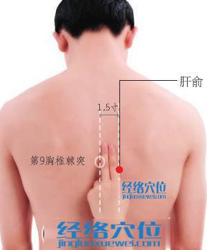 肝俞穴的準(zhǔn)確位置圖