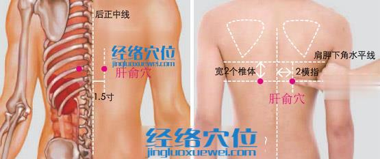 肝俞穴位位置圖