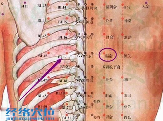 膈俞穴的解剖分析圖