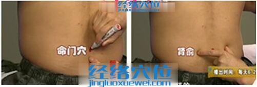 命門穴、腎俞穴的位置