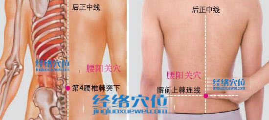 腰陽關(guān)穴位位置圖