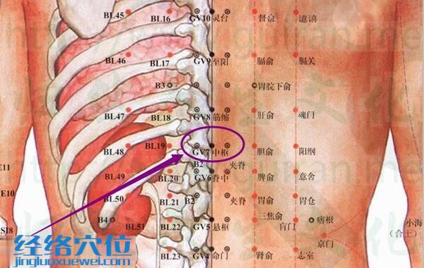 中樞穴的準確位置圖