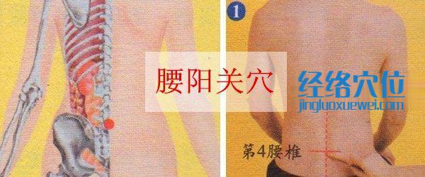 腰陽關(guān)穴位位置圖