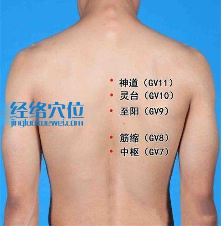 靈臺穴的位置圖