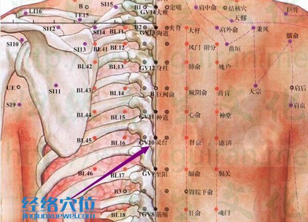 靈臺穴的準(zhǔn)確位置圖