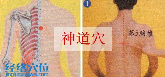 神道穴的準確位置圖