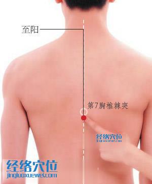 至陽(yáng)穴位位置圖