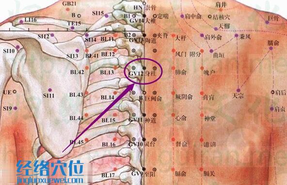 身柱穴的準(zhǔn)確位置圖