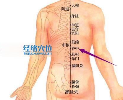脊中穴的位置圖