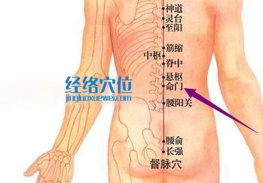 命門穴的位置圖