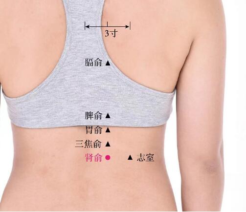 腎俞的準(zhǔn)確位置圖及功效視頻位位置圖