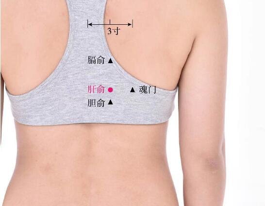 肝俞的準確位置圖及功效視頻位位置圖