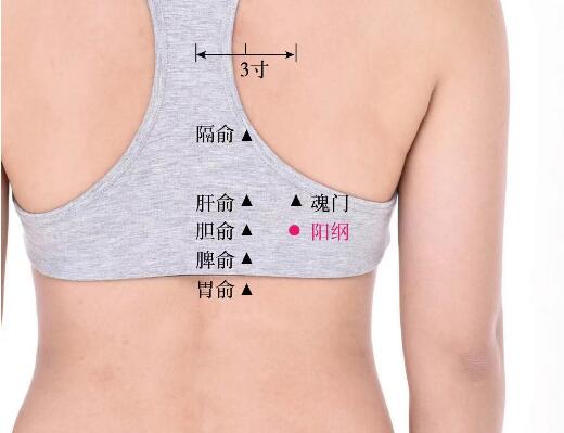 陽(yáng)綱的準(zhǔn)確位置圖及功效視頻位位置圖