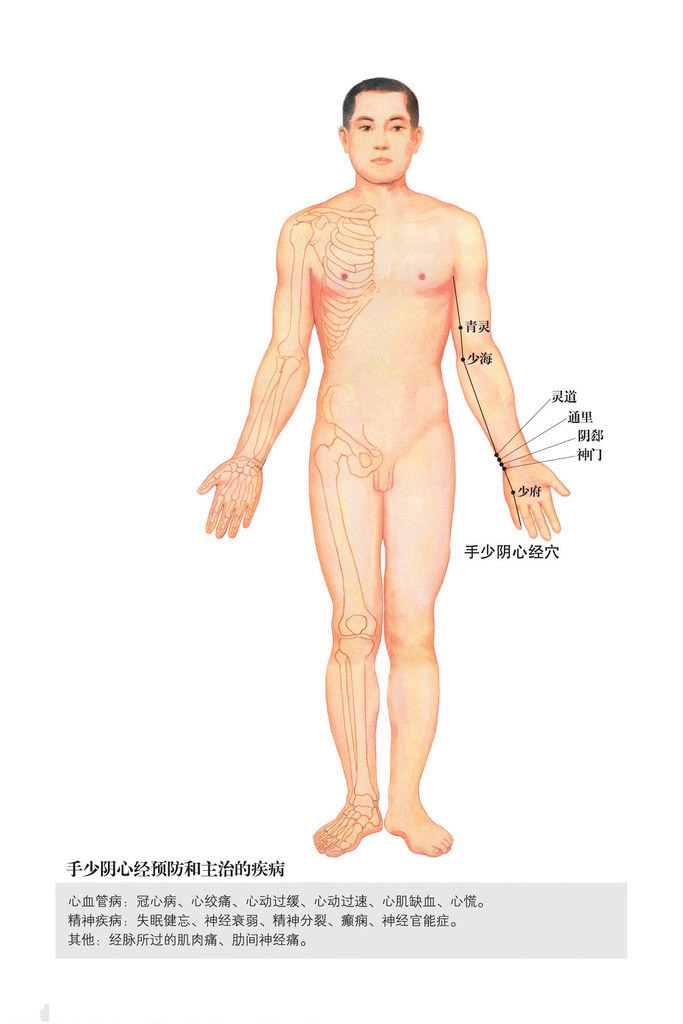 手少陰心經(jīng)穴位圖