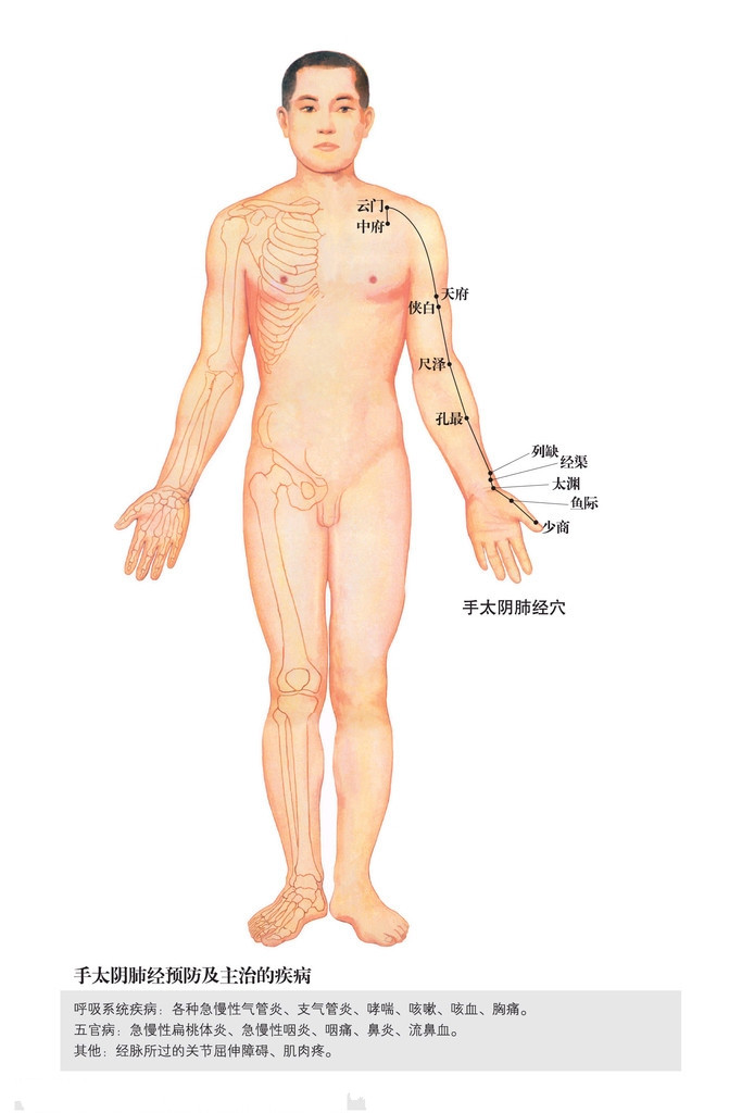 手太陰肺經(jīng)穴位圖