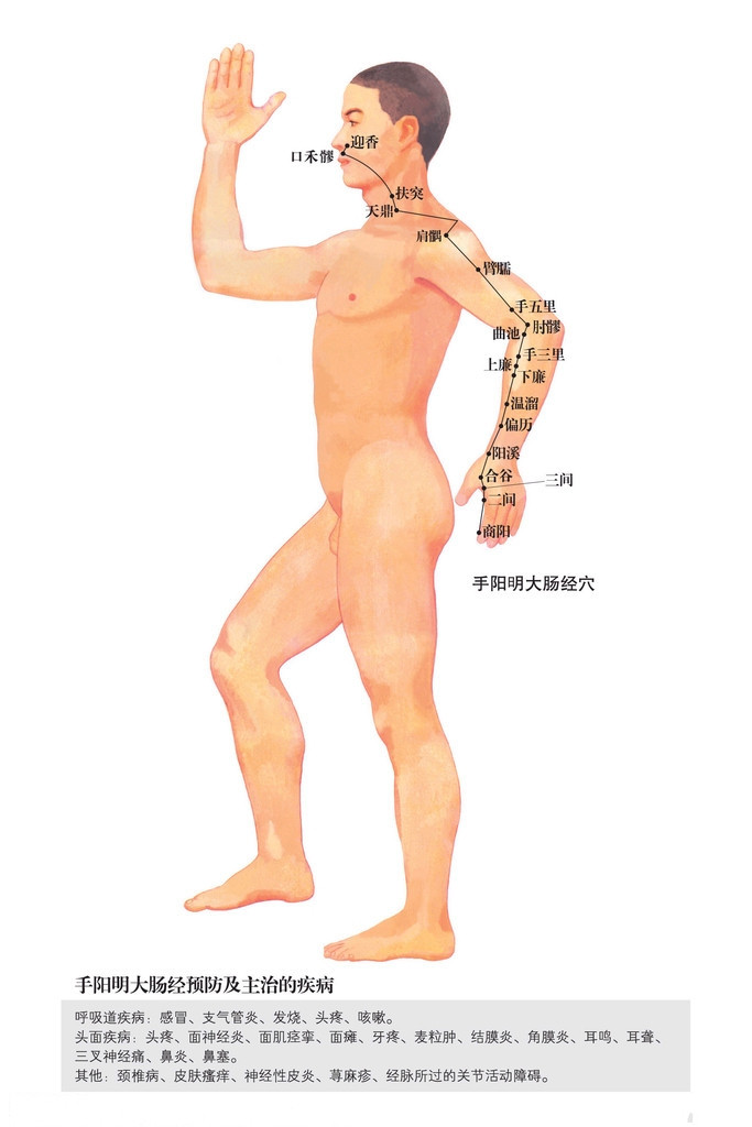 手陽明大腸經穴位圖