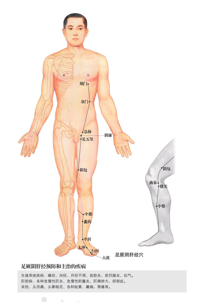 足厥陰肝經(jīng)穴位圖