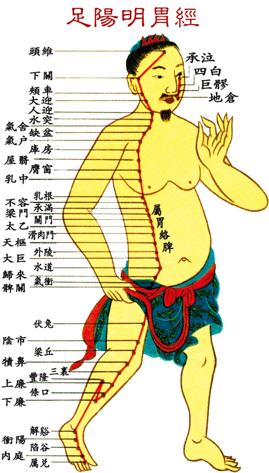足陽明胃經(jīng)