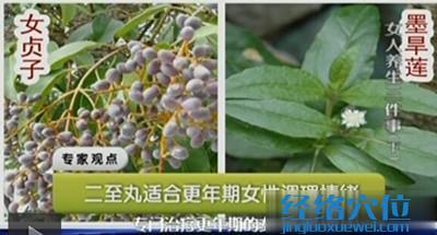 女貞子、墨旱蓮圖片